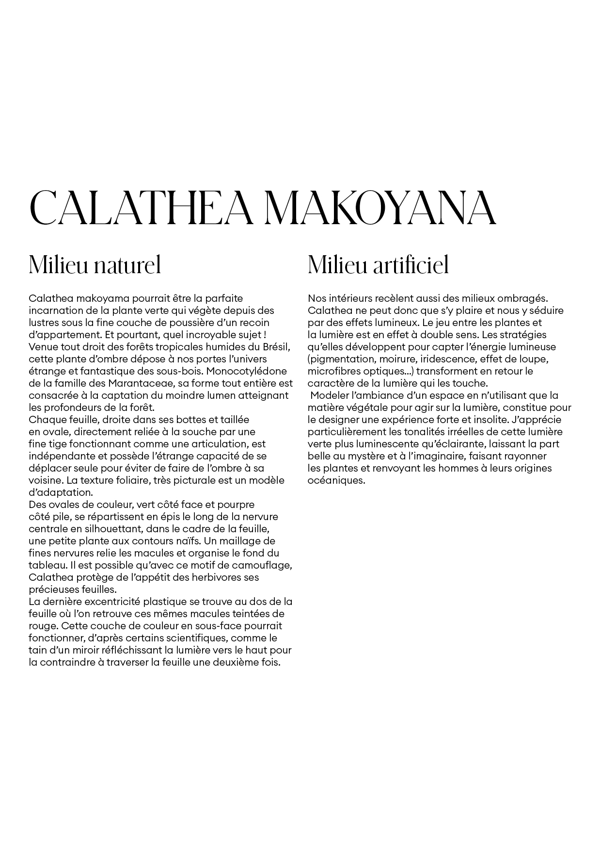 Calathea-makoyana