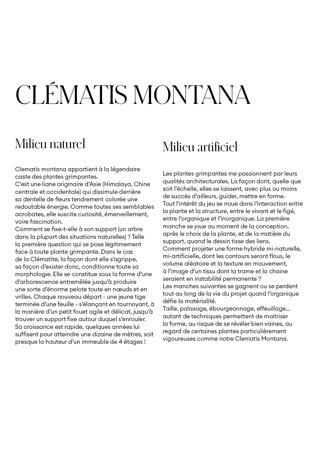 Clématis Montana