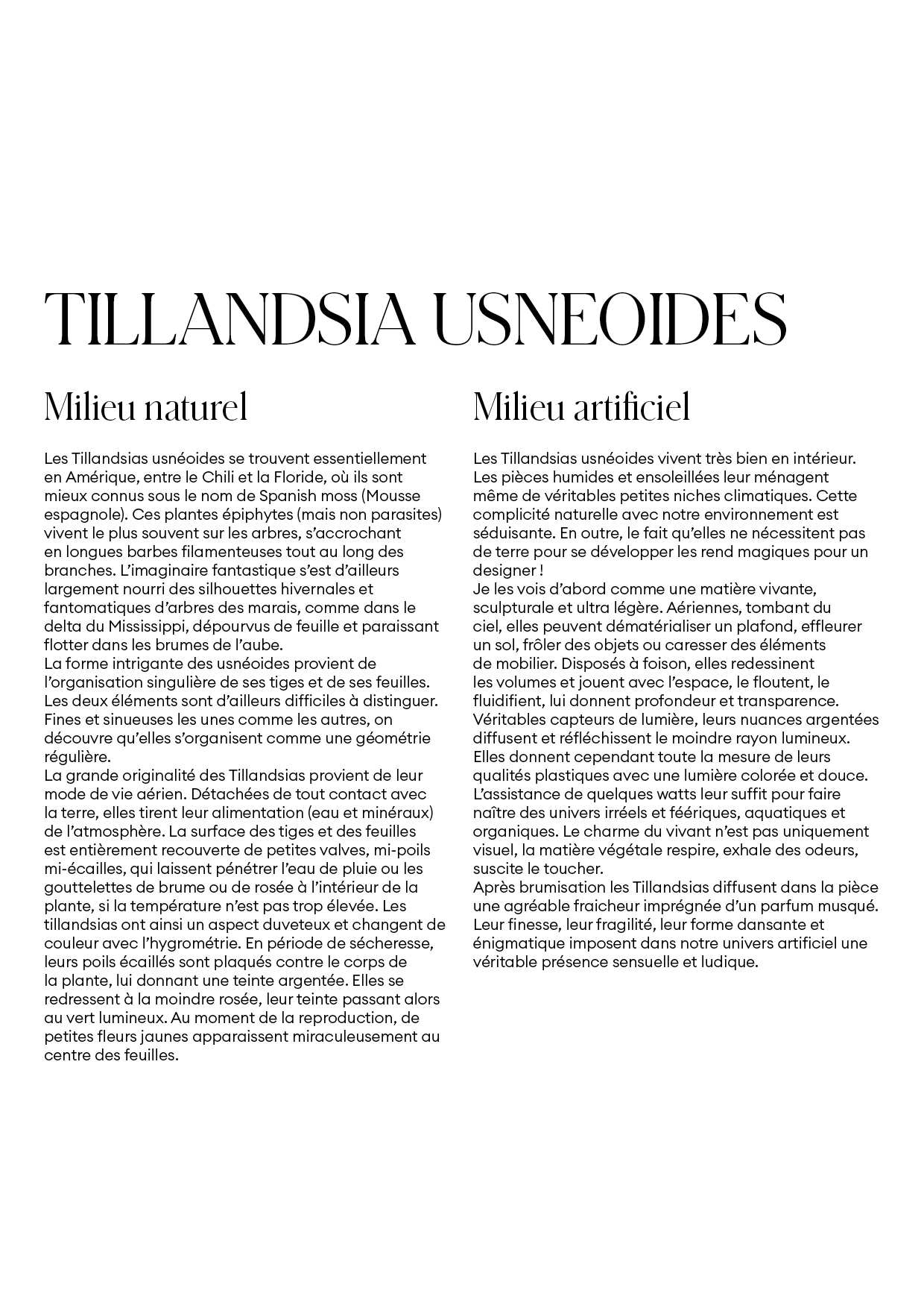 Tillandsia Usnéoides