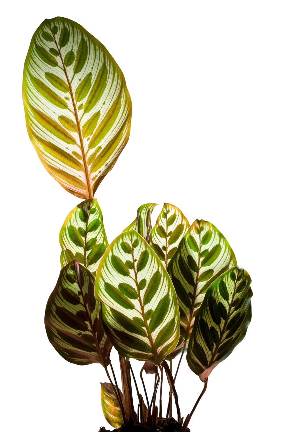 calathea-makoyana_situation-ok