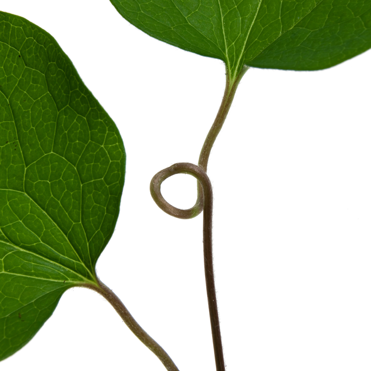 clématite_détail-NADEAU_©ternisien