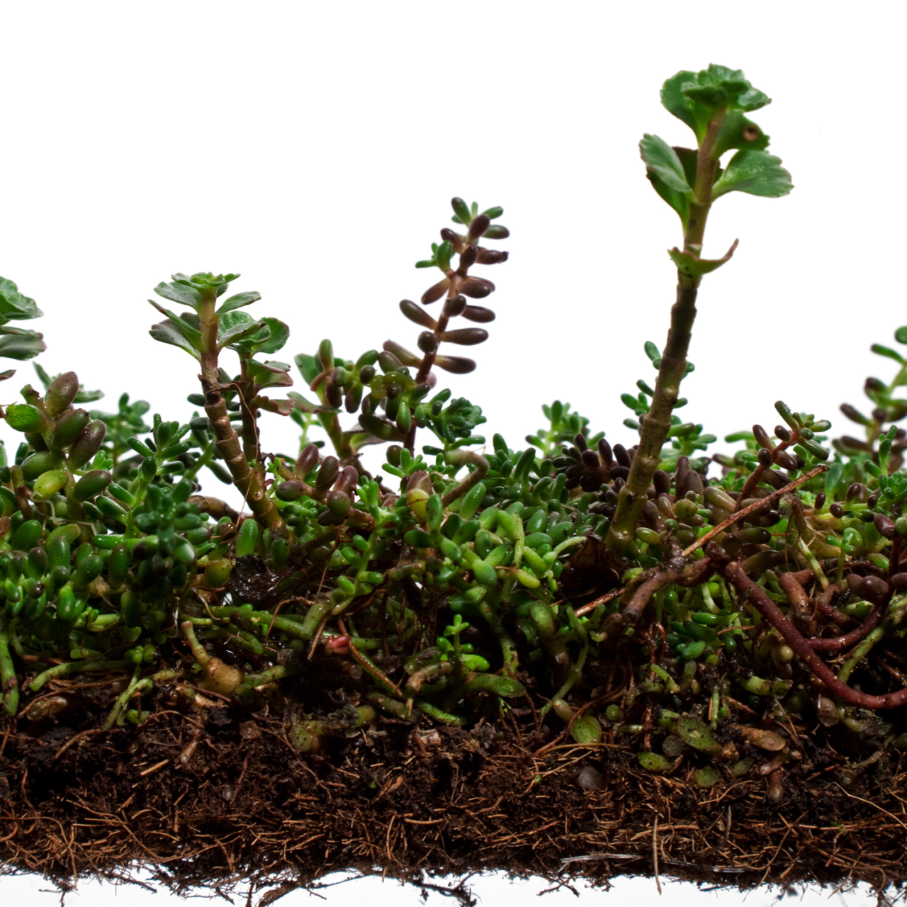 sedum-album&sedum-spurium_détail-NADEAU_©ternisien