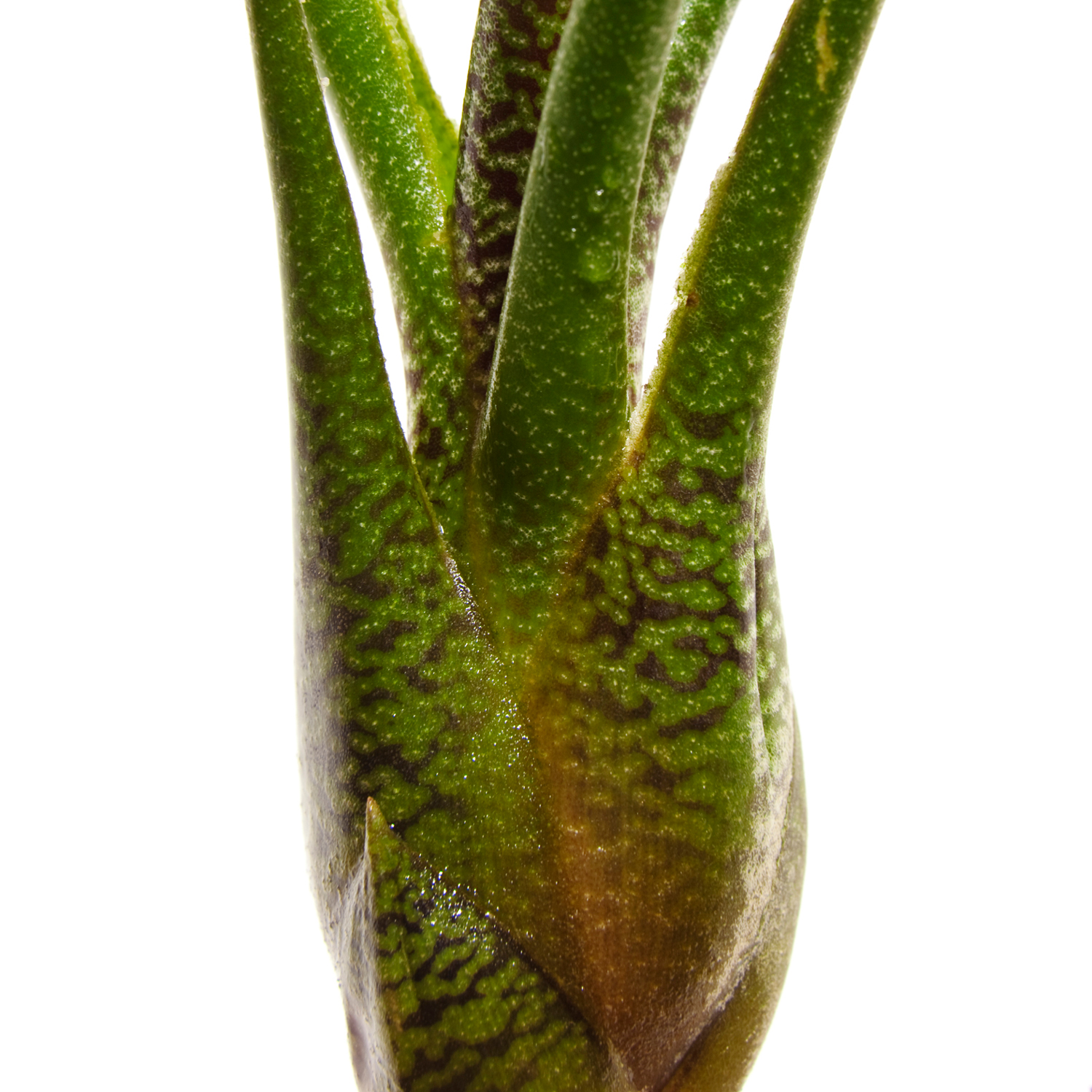 tillandsia-butzii_détail-NADEAU_©ternisien