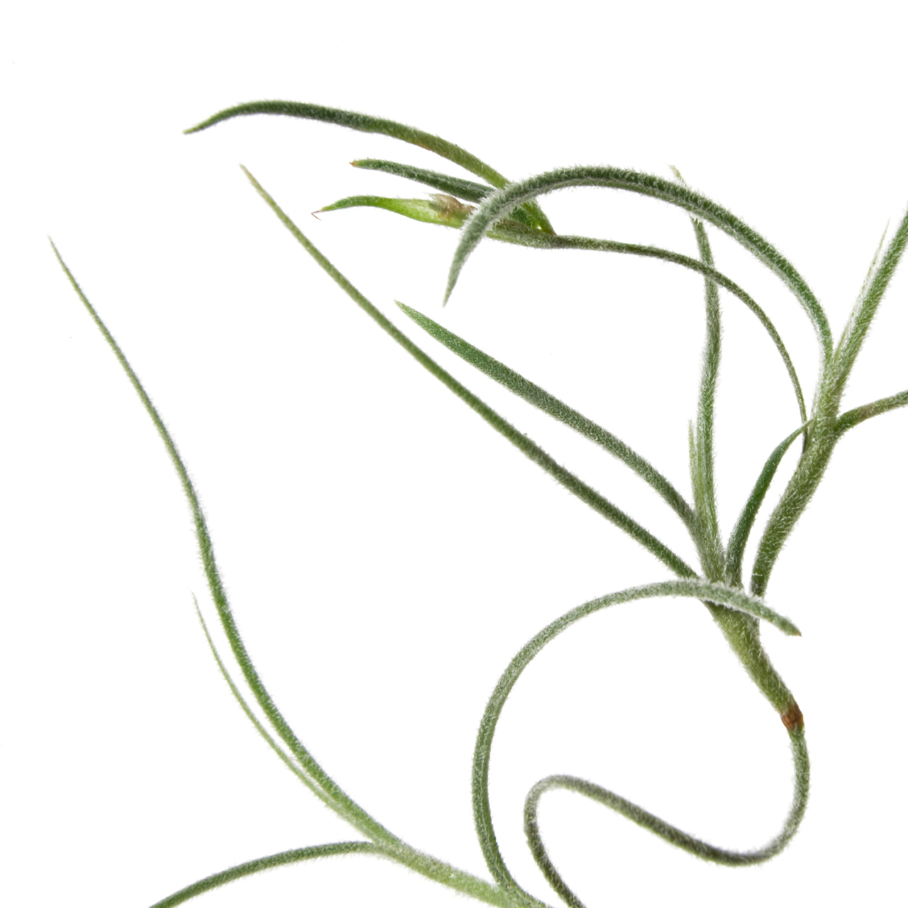 tillandsias-usnéoides_détail-NADEAU_©ternisien