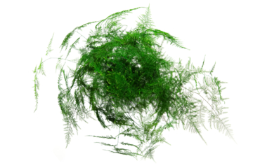 asparagus-plumosus_situation-ok