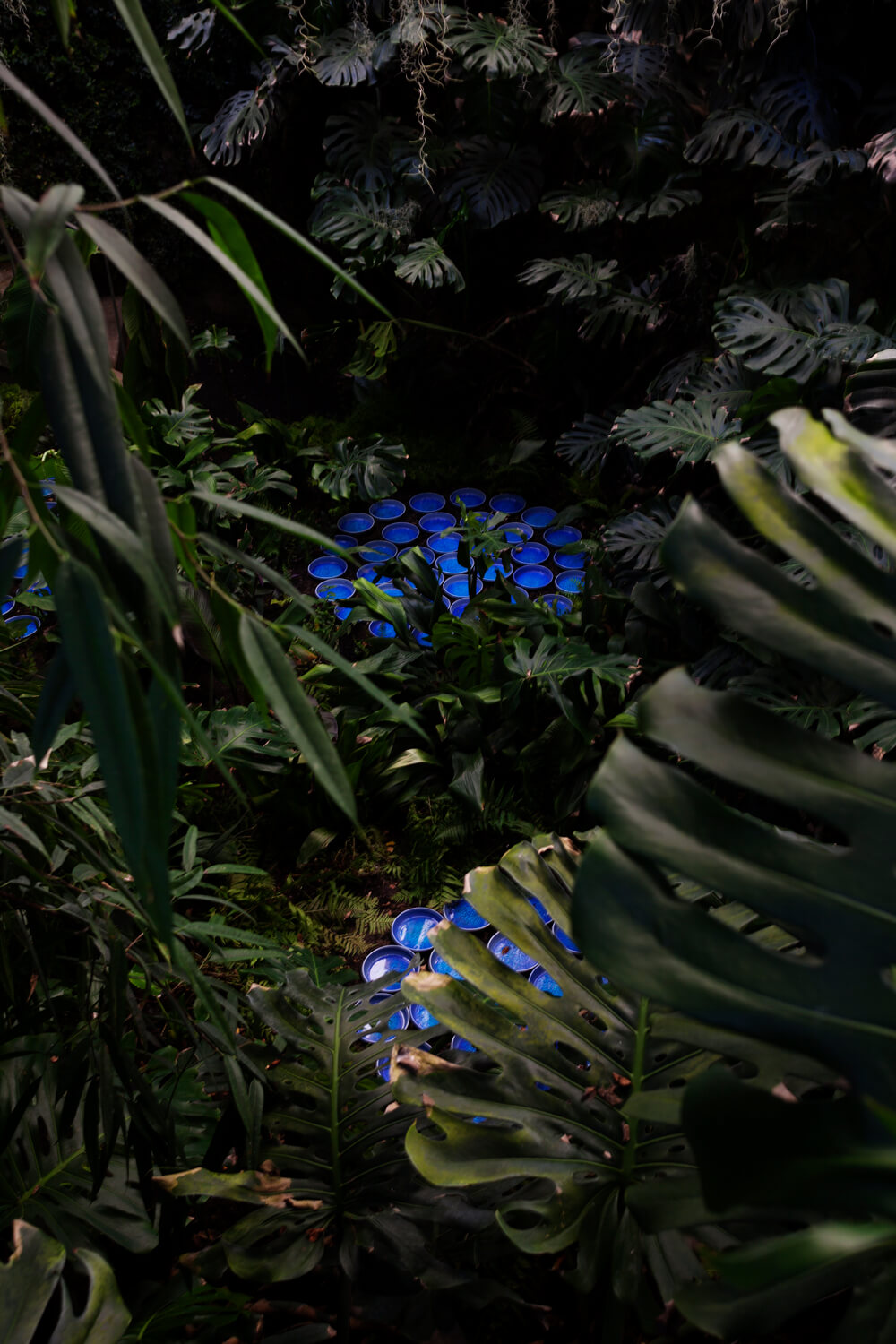 nadeau_rainorest-chaumont_photo_hervé-ternisien_(E)