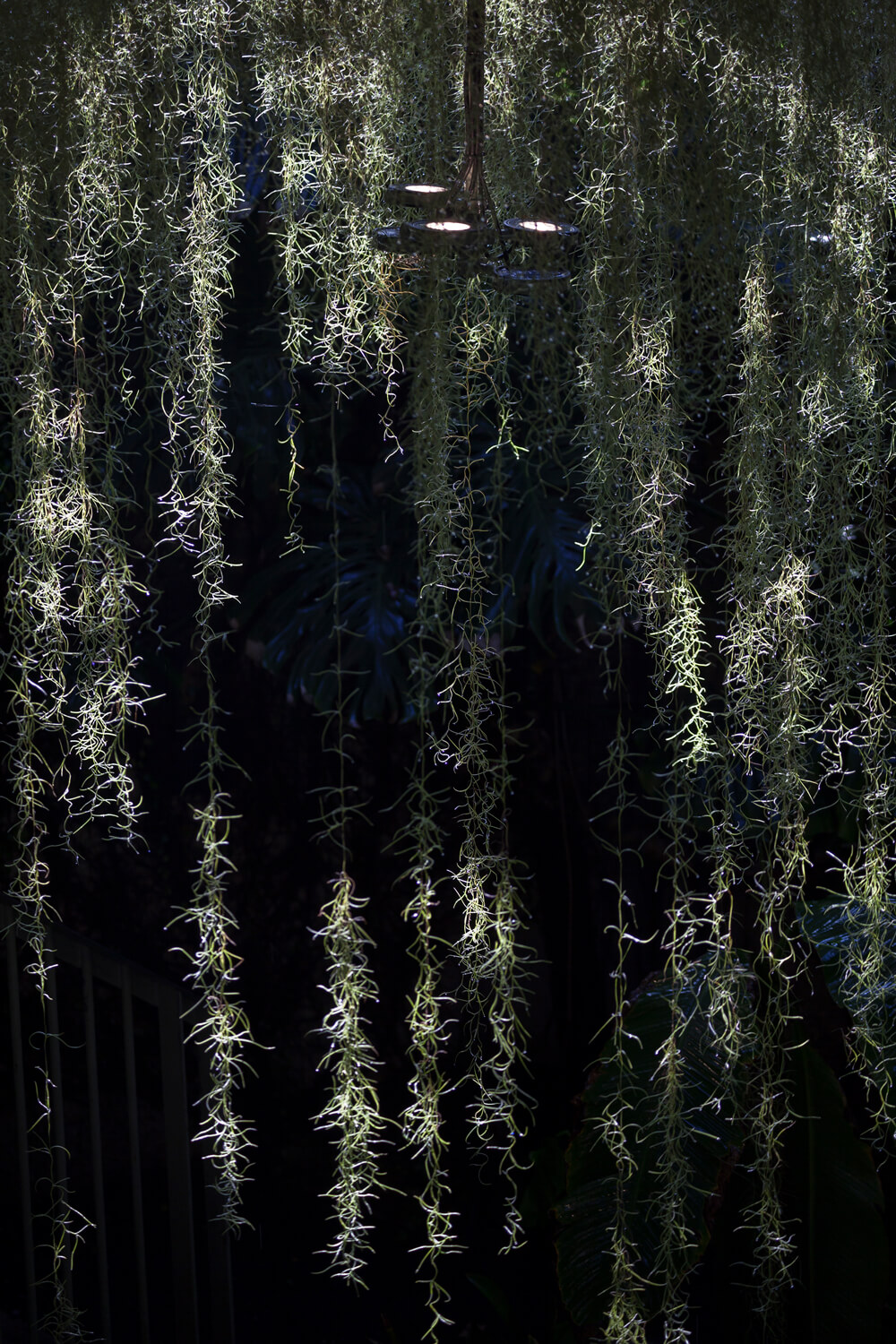 nadeau_rainorest-chaumont_photo_hervé-ternisien_(H)