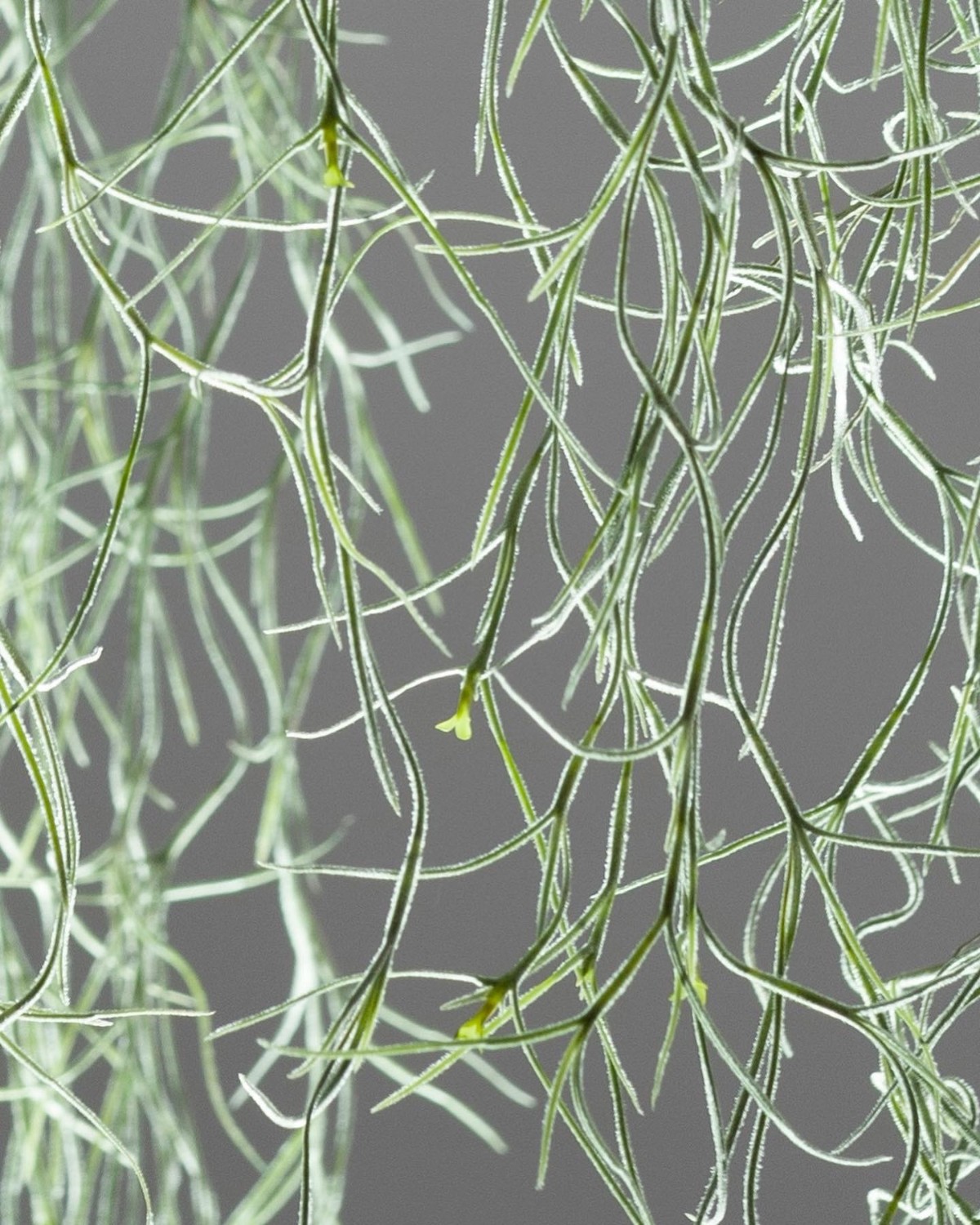 photo tillandsias 1hotel_pnadeau_1