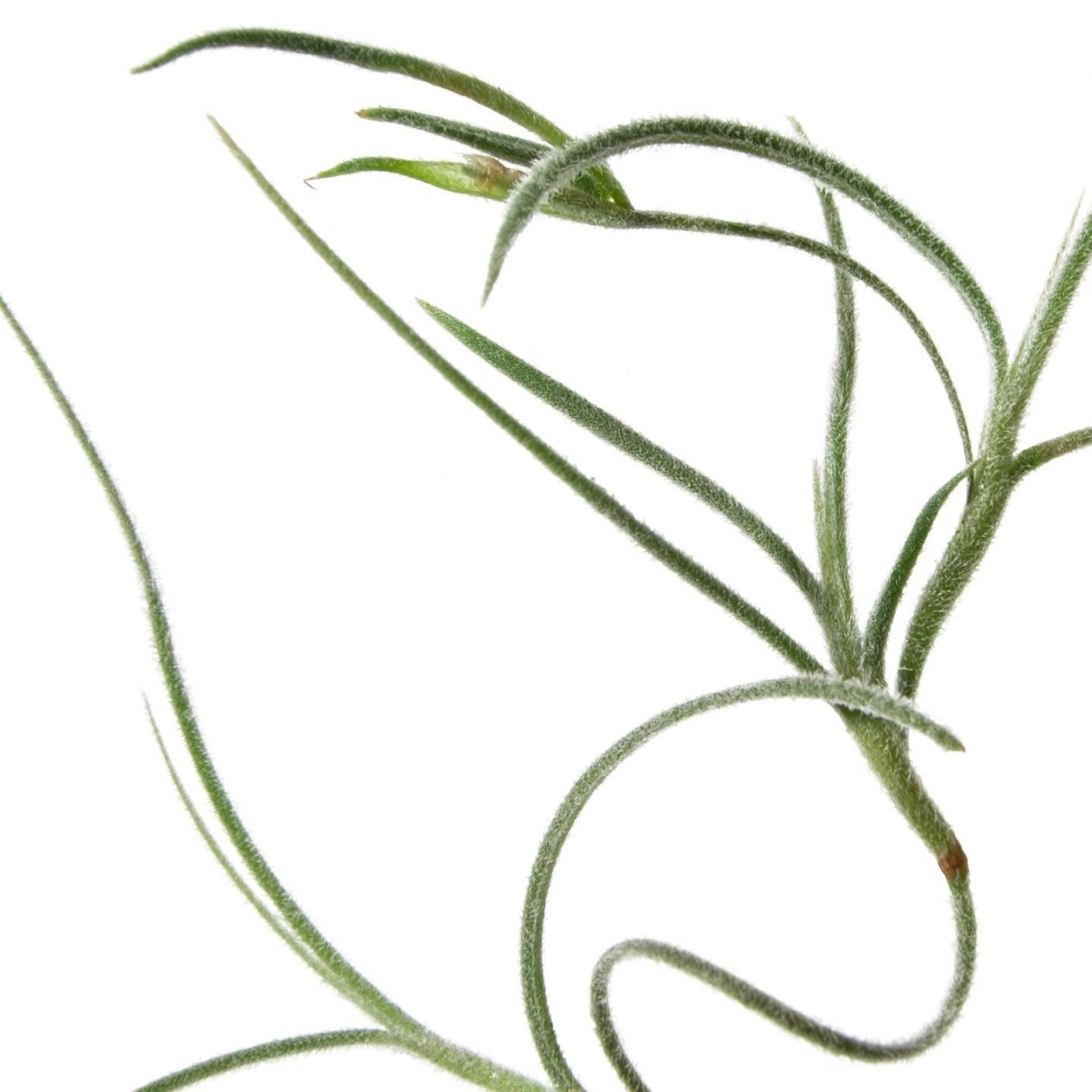 photo tillandsias 1hotel_pnadeau_2